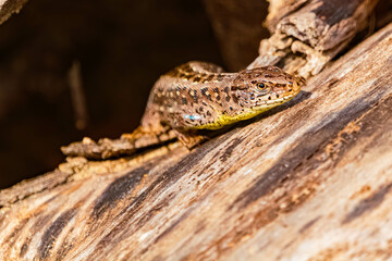 Lacerta agilis, sand lizard, on a sunny spring day