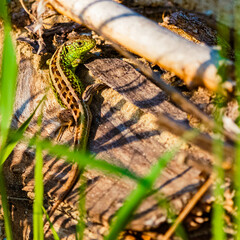 Lacerta agilis, sand lizard, on a sunny spring day