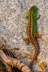 Lacerta agilis, sand lizard, on a sunny spring day