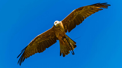 Milvus migrans, Black Kite, in flight on a sunny spring day