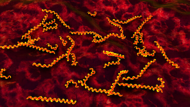 Treponema pallidum, 3D illustration of spiral-shaped bacterium causing syphilis