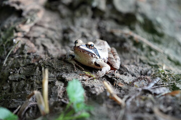 frog on the ground