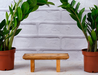 Zamioculcas Zamiifolia in brown pots and a wooden bench for product presentation against white brick wall. Template with copy space