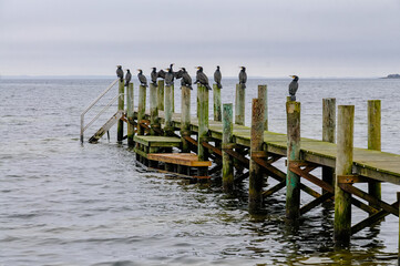 Groups of cormorants are resting on a wooden dock by a tranquil waterway under a gray sky, creating...