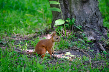 red squirrel in the park