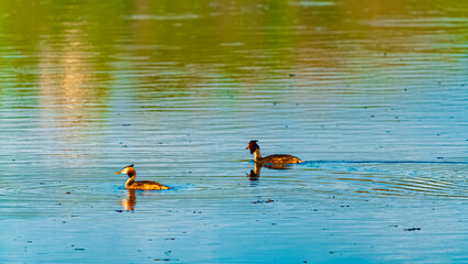 Podiceps cristatus, great crested grebe, swimming in a pond on a sunny spring day
