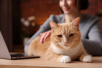 Woman having videochat by laptop and stroking cat at desk in home office, selective focus