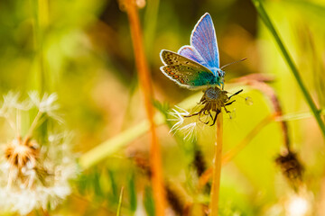 Polyommatus icarus, common blue butterfly, on a sunny spring day