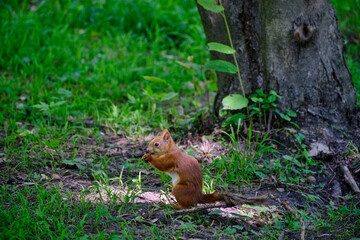 red squirrel in the park