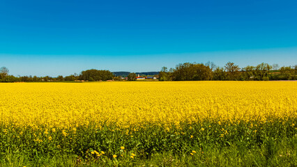 Obraz premium Spring landscape with yellow rapeseed fields near Sattlern, Arnstorf, Rottal Inn, Bavaria, Germany