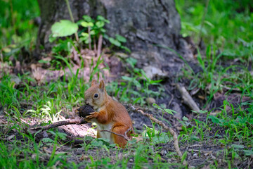 red squirrel in the park