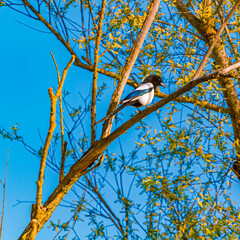 Pica pica, eurasian magpie, in the branches on a sunny spring day