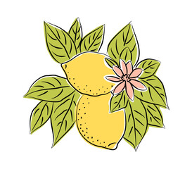 Vector illustration of two bright yellow lemons with green leaves, pink flowers on a branch. Hand-drawn citrus fruit design with bold lines and modern minimal style on transparent background.