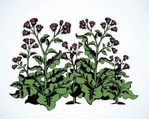 Big blooming burdock. Vector drawing