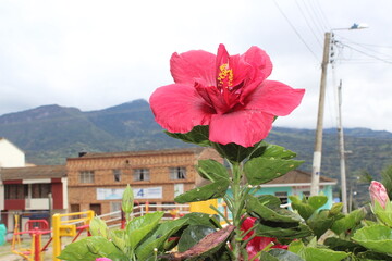 Colombian Flowers