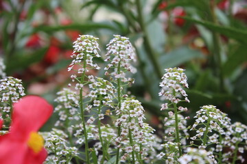 Colombian Flowers