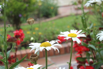 Colombian Flowers