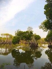 Fototapeta premium Tranquil Mangrove Forest Reflected in Still Water Under Cloudy Sky