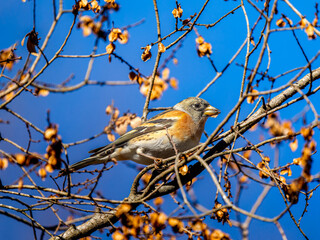 枝にとまるアトリ