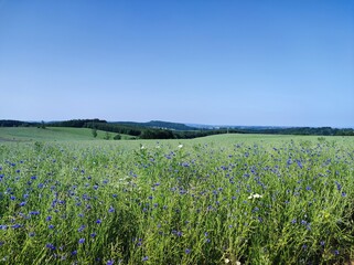 Sommerlandschaft im Erzgebirge