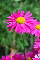 Obraz premium Pink daisy close-up with raindrops on petals