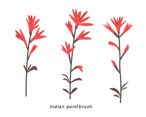 Indian Paintbrush Minimalist Floral Illustration. Trendy Botanical Vector Art.