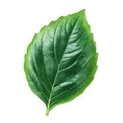 Obraz premium Detailed Green Leaf Close Up Isolated on Transparent Background for Design Use