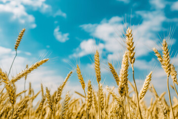 Fototapeta premium Golden Wheat Field Under Blue Sky in Summer