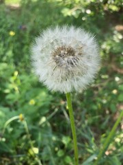 Dandelion on green background