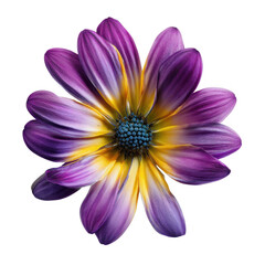 Obraz premium A close-up of a vibrant flower with purple petals fading into yellow near the center, featuring a detailed blue and green central disk.