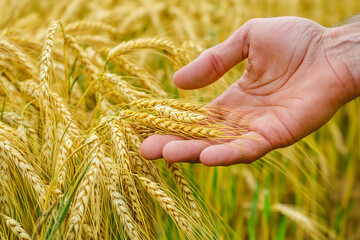 Hand Touching Ripe Wheat in Field Concept Background at Harvest Time