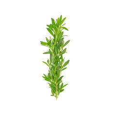 Naklejka premium Fresh Sprig of Summer Savory Herb Isolated on Black Background