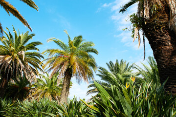 常夏のヤシの木が生い茂る南国のジャングル