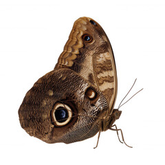 A close-up of a brown butterfly with intricate patterns and prominent eye spots on its wings.