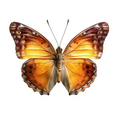 A vibrant orange and brown butterfly with intricate wing patterns and delicate antennae, displayed with wings fully spread.
