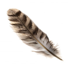 A close-up of a single brown and beige bird feather with detailed barbs and a central shaft.