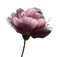A delicate pink flower with soft, layered petals and a slender green stem, captured in fine detail.