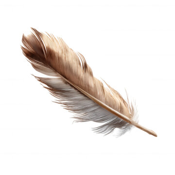 Fototapeta A detailed brown and beige bird feather with soft barbs and a central quill, showcasing natural texture and fine strands.