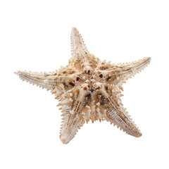 A detailed close-up of a spiny starfish showcasing its textured surface and pointed arms in a symmetrical star shape.