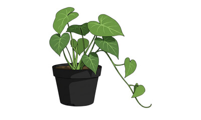 green plant in a pot