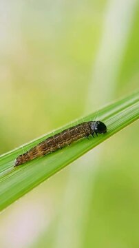 Close-Up of Corn Pest Crawling in Slow Motion &ndash; Fall Armyworm Macro 4K Video