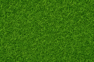 Full green grass lawn texture seen from above