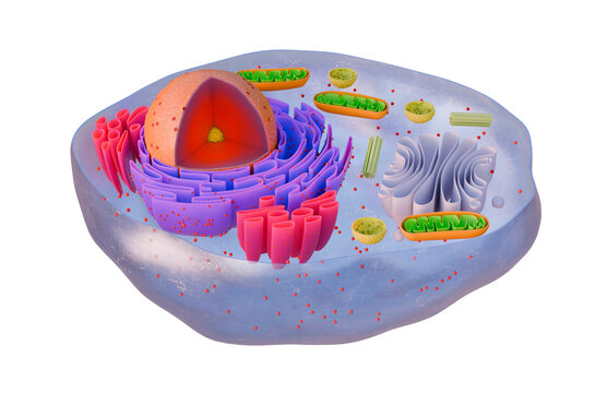Structure of Animal Cell Nucleus