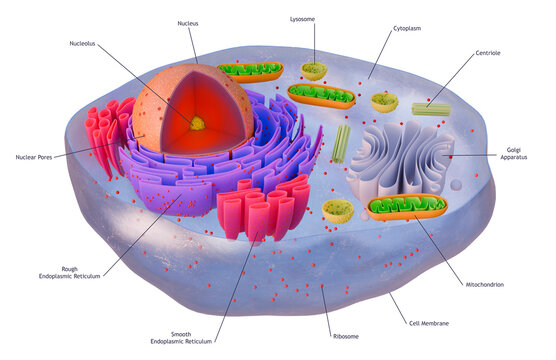 Structure of Animal Cell Nucleus