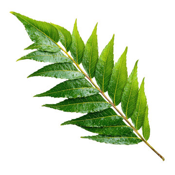 Fresh neem leaves with water droplets on a branch on transparent background