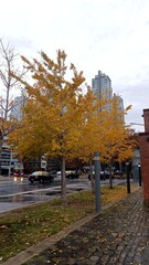 Autumn cityscape on a rainy day in Buenos Aires, Argentina. Yellow foliage of ginkgo trees...