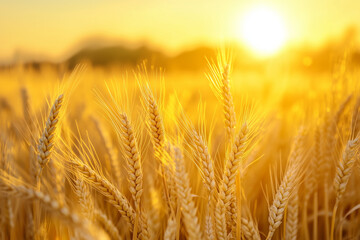 Naklejka premium Golden Wheat Field Background with Ripe Crops under Natural Light