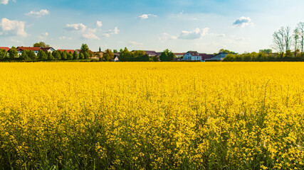Obraz premium Spring landscape with yellow rapeseed fields near Tabertshausen, Aholming, Deggendorf, Bavaria, Germany