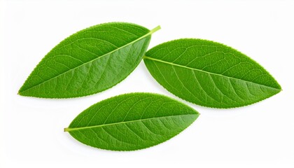 Obraz premium green leaf isolated on white background