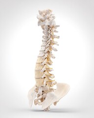 Realistic 3D medical rendering of isolated human cervical spine showing C1 to C7 vertebrae with accurate anatomical structure on a clean white background